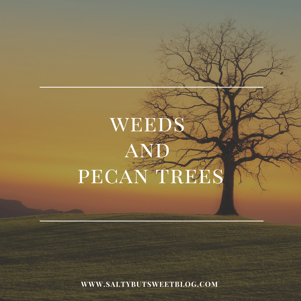 Weeds and Pecan&nbsp;Trees