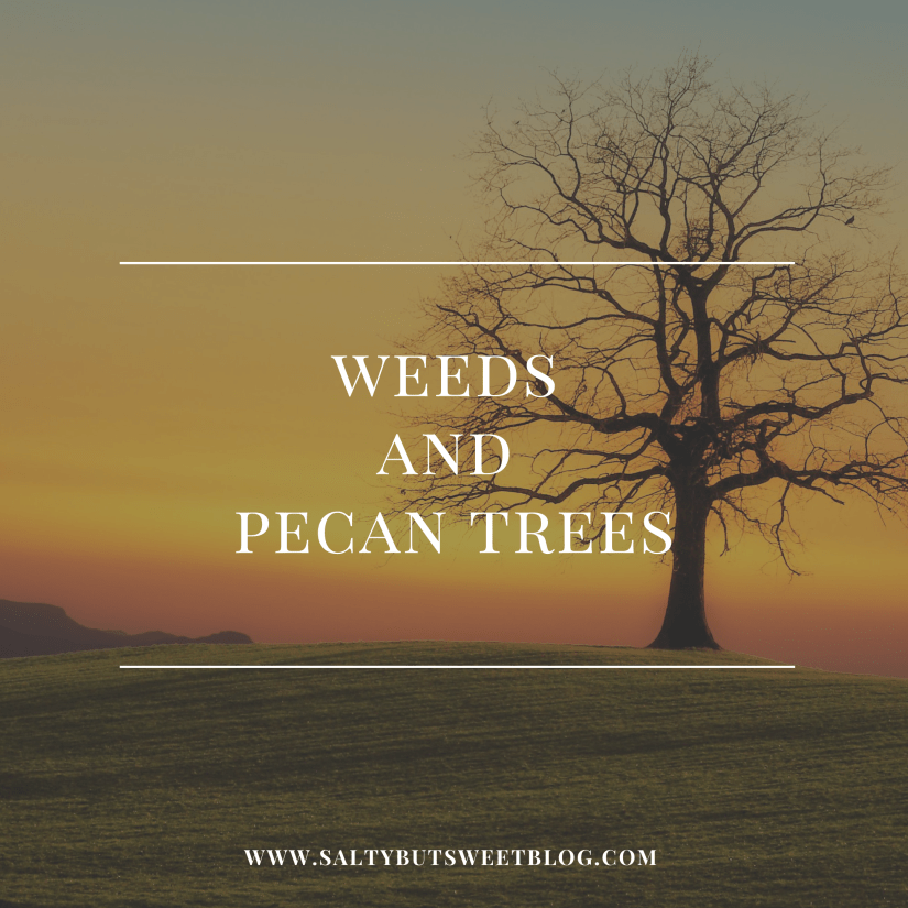 weeds and pecan trees